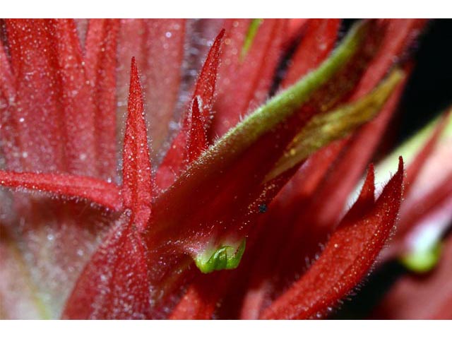Castilleja miniata ssp. miniata (Giant red indian paintbrush) #70121