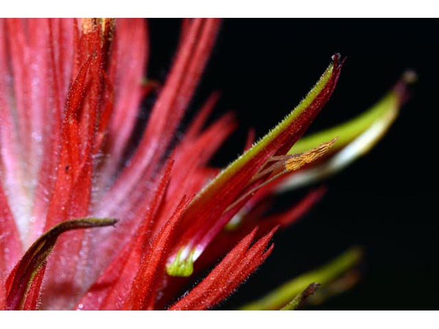 Castilleja miniata ssp. miniata (Giant red indian paintbrush) #70122
