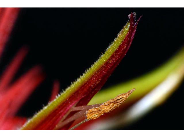 Castilleja miniata ssp. miniata (Giant red indian paintbrush) #70123