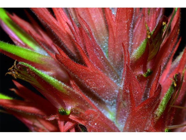 Castilleja miniata ssp. miniata (Giant red indian paintbrush) #70125