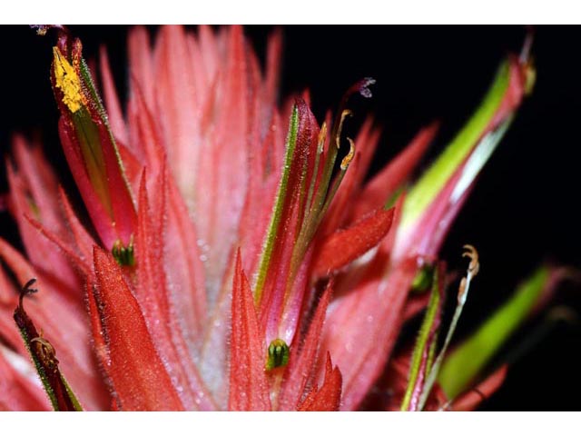Castilleja miniata ssp. miniata (Giant red indian paintbrush) #70126