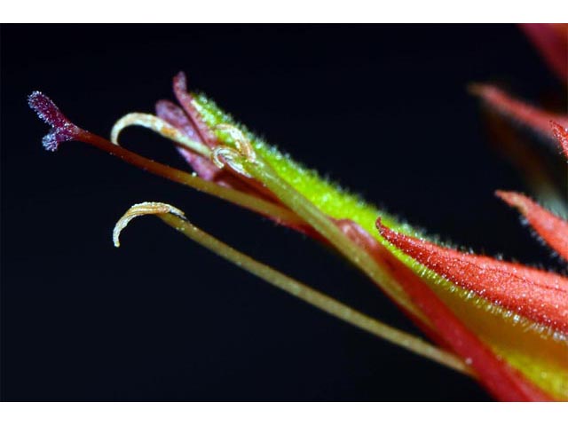 Castilleja miniata ssp. miniata (Giant red indian paintbrush) #70129