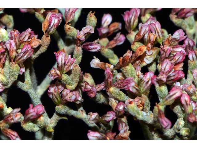 Eriogonum corymbosum (Crispleaf buckwheat) #51344