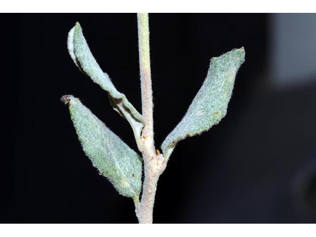 Eriogonum corymbosum (Crispleaf buckwheat) #51352