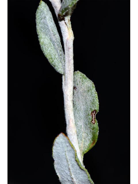 Eriogonum corymbosum (Crispleaf buckwheat) #51354