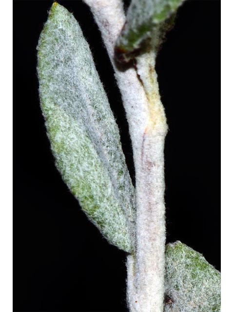 Eriogonum corymbosum (Crispleaf buckwheat) #51356