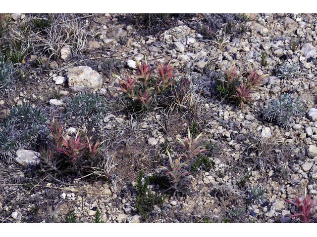 Castilleja sessiliflora (Downy painted cup) #70265