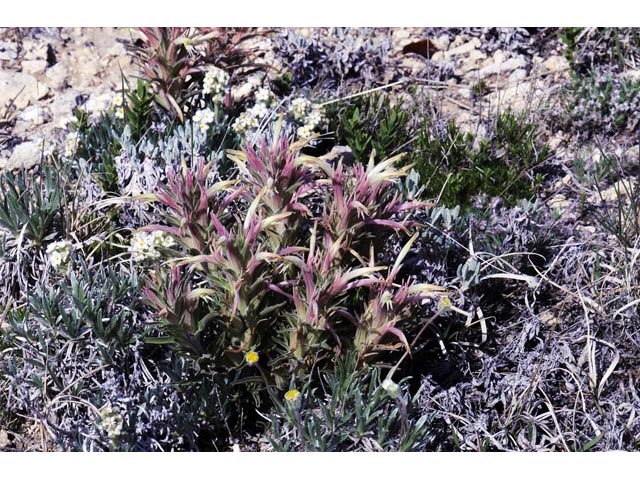 Castilleja sessiliflora (Downy painted cup) #70267