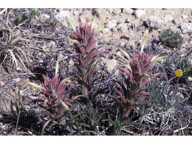 Castilleja sessiliflora (Downy painted cup) #70268