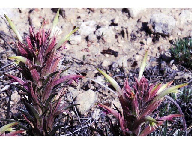 Castilleja sessiliflora (Downy painted cup) #70269