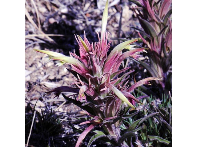 Castilleja sessiliflora (Downy painted cup) #70270