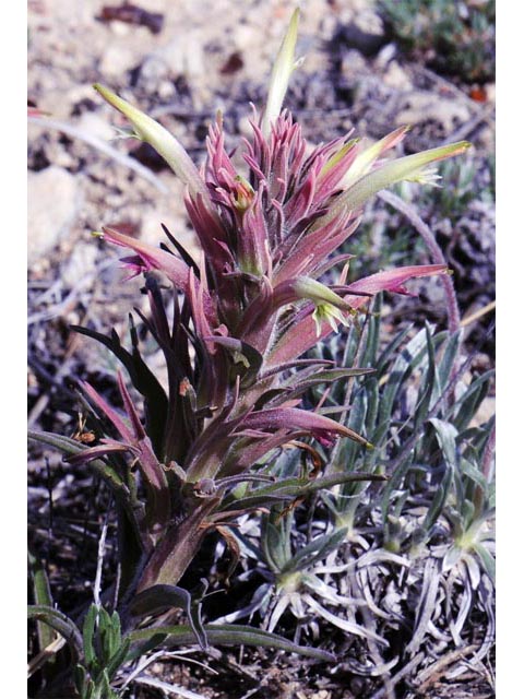 Castilleja sessiliflora (Downy painted cup) #70271