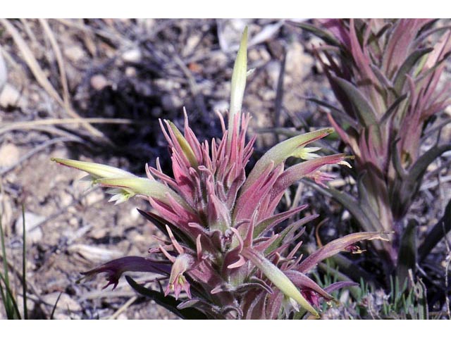 Castilleja sessiliflora (Downy painted cup) #70272
