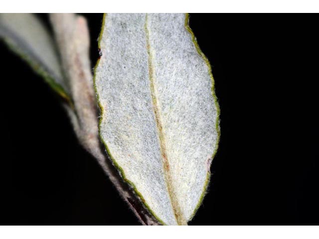 Eriogonum corymbosum (Crispleaf buckwheat) #51357