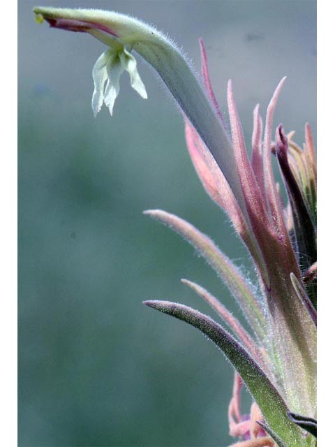 Castilleja sessiliflora (Downy painted cup) #70275