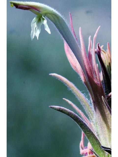 Castilleja sessiliflora (Downy painted cup) #70276