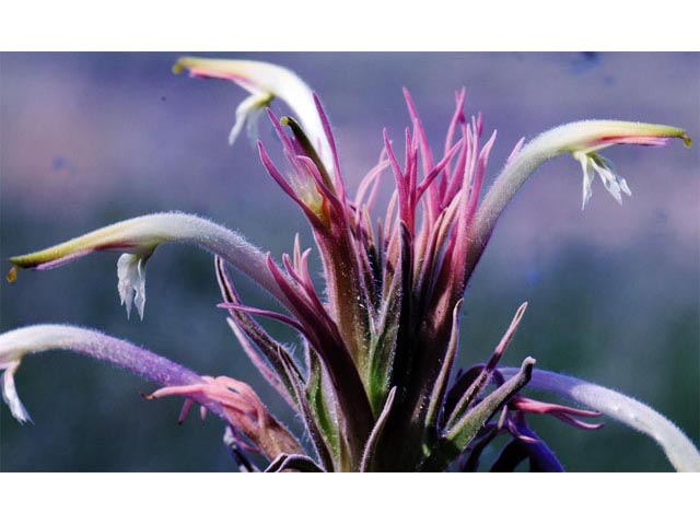 Castilleja sessiliflora (Downy painted cup) #70277
