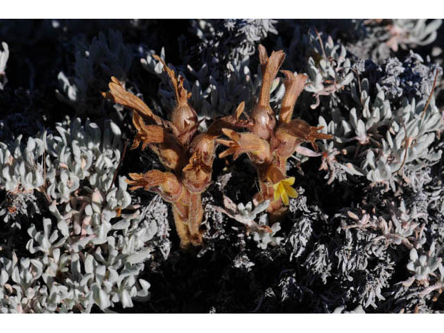 Orobanche fasciculata (Clustered broomrape) #70318