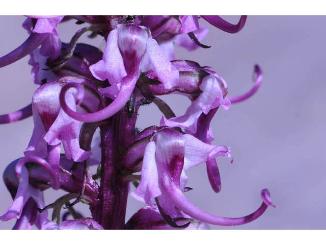 Pedicularis groenlandica (Elephanthead lousewort) #70340