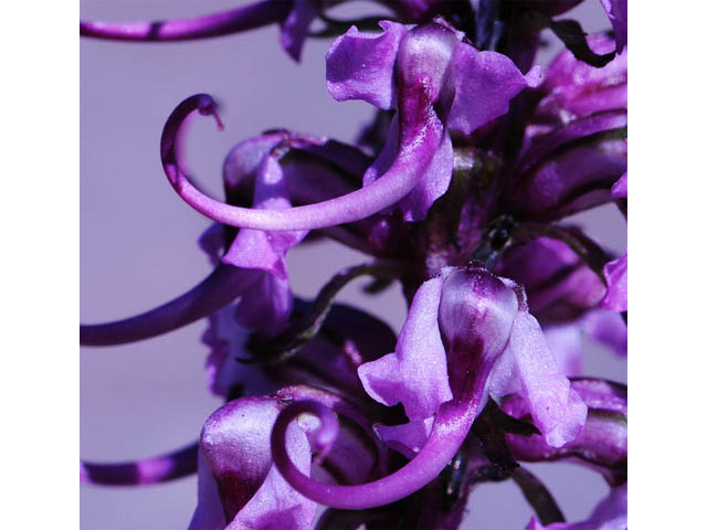 Pedicularis groenlandica (Elephanthead lousewort) #70345