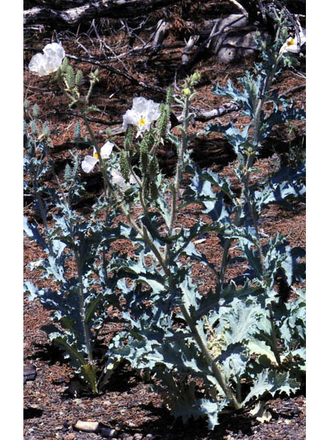 Argemone munita ssp. argentea (Flatbud pricklypoppy) #70349
