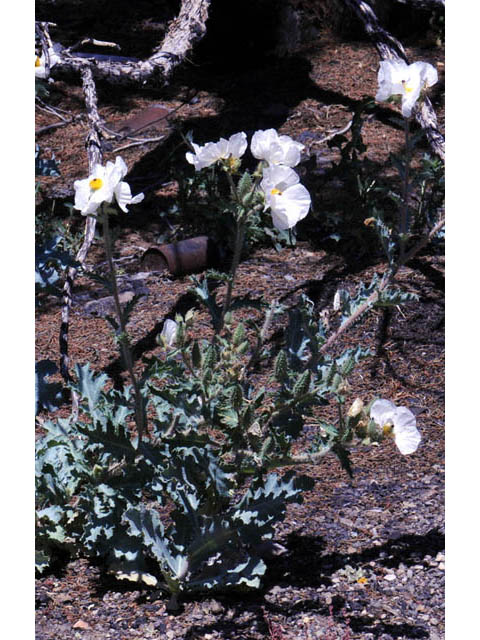 Argemone munita ssp. argentea (Flatbud pricklypoppy) #70350