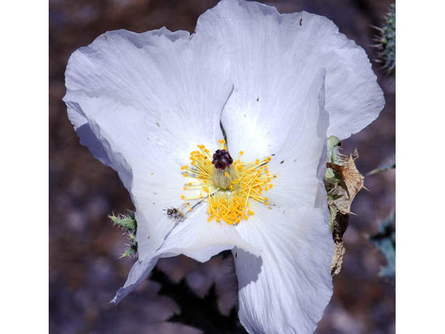 Argemone munita ssp. argentea (Flatbud pricklypoppy) #70354