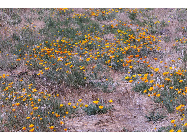 Eschscholzia californica ssp. californica (California poppy) #70359
