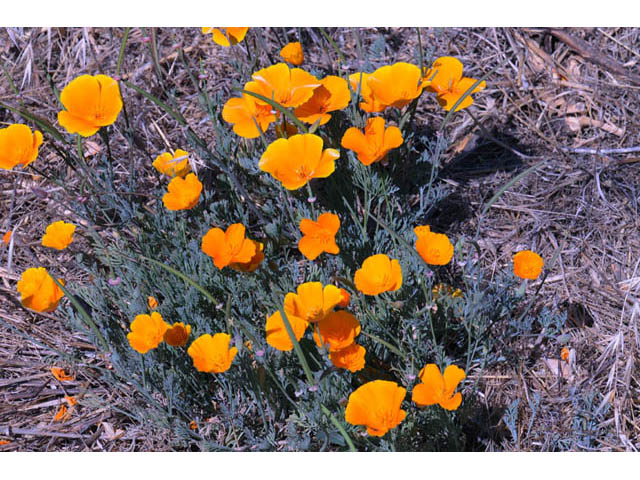 Eschscholzia californica ssp. californica (California poppy) #70360