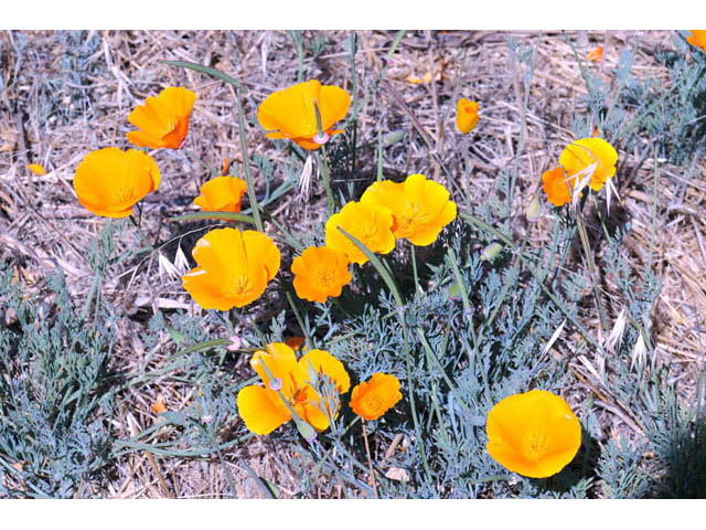 Eschscholzia californica ssp. californica (California poppy) #70361