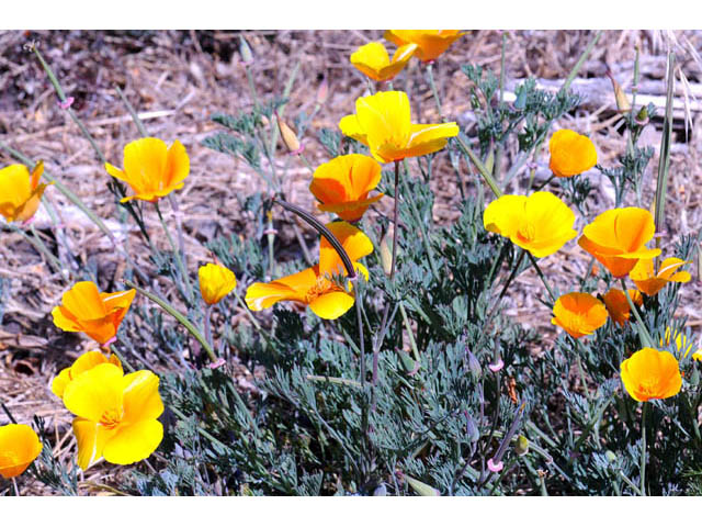 Eschscholzia californica ssp. californica (California poppy) #70362