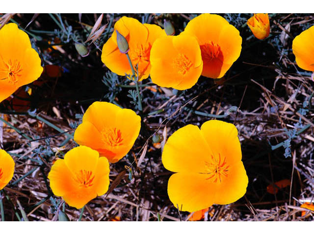 Eschscholzia californica ssp. californica (California poppy) #70364