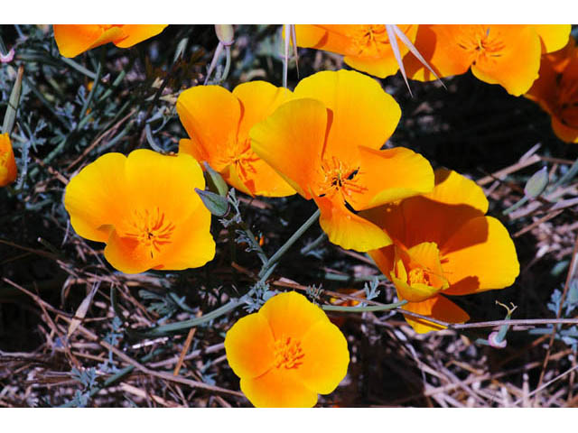 Eschscholzia californica ssp. californica (California poppy) #70365