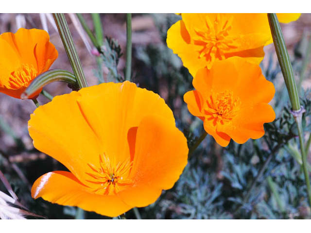 Eschscholzia californica ssp. californica (California poppy) #70367