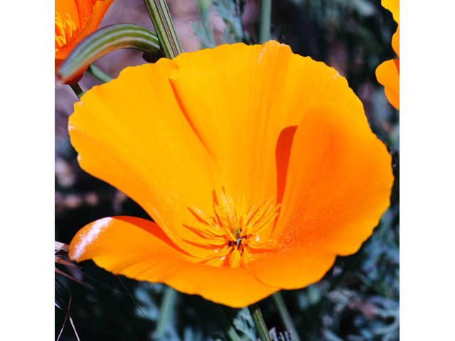 Eschscholzia californica ssp. californica (California poppy) #70368