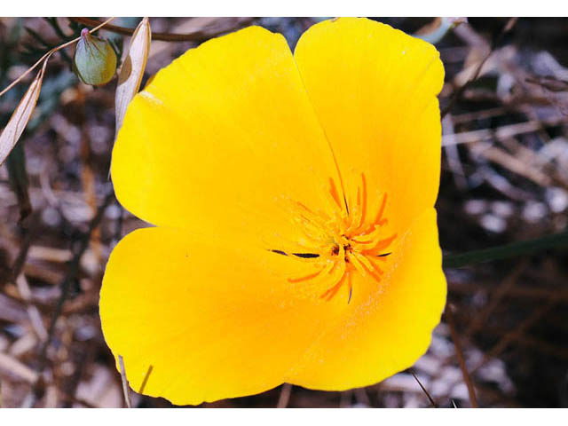 Eschscholzia californica ssp. californica (California poppy) #70369