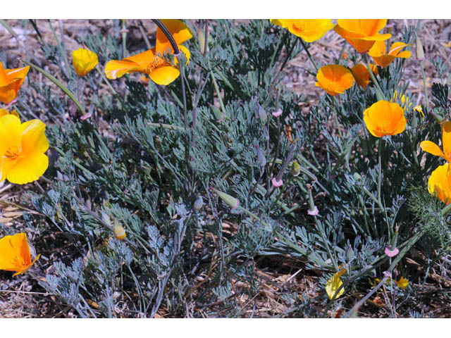 Eschscholzia californica ssp. californica (California poppy) #70370
