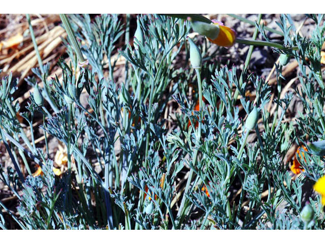 Eschscholzia californica ssp. californica (California poppy) #70371