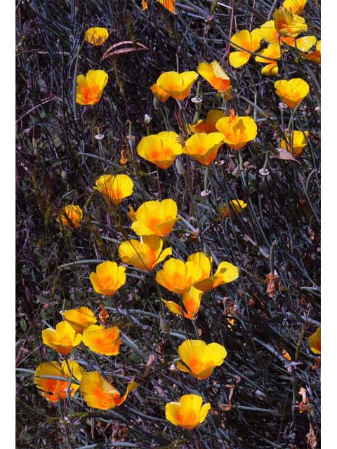 Eschscholzia californica (California poppy) #70385