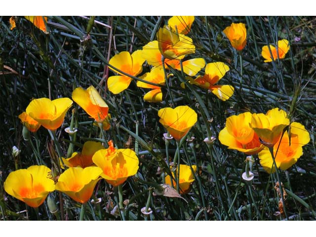 Eschscholzia californica (California poppy) #70386