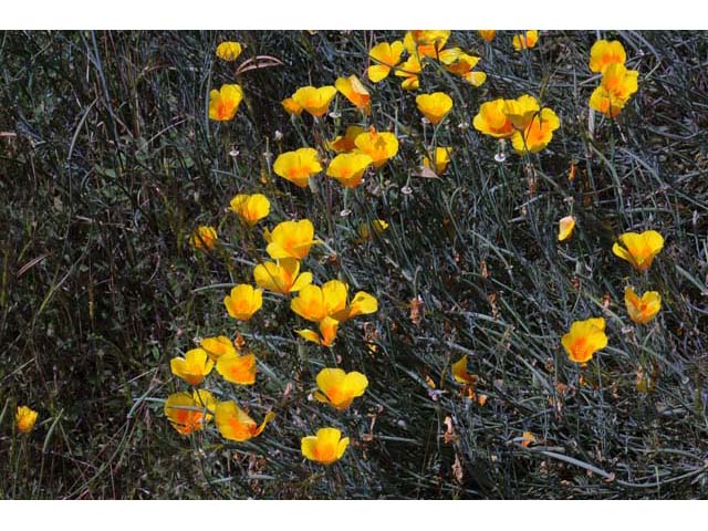 Eschscholzia californica (California poppy) #70387