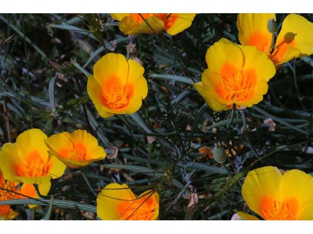 Eschscholzia californica (California poppy) #70388