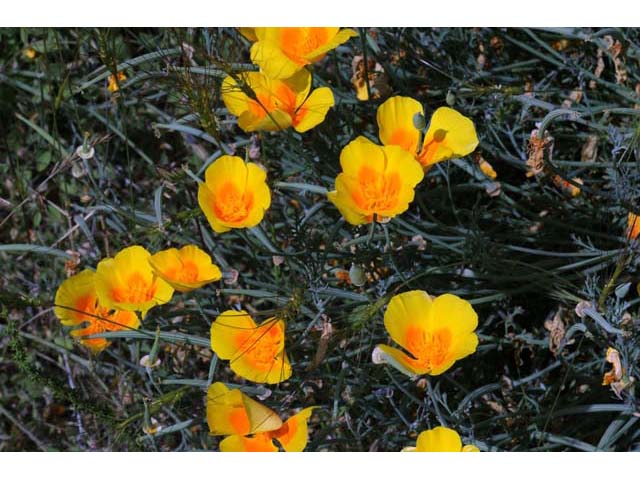 Eschscholzia californica (California poppy) #70389