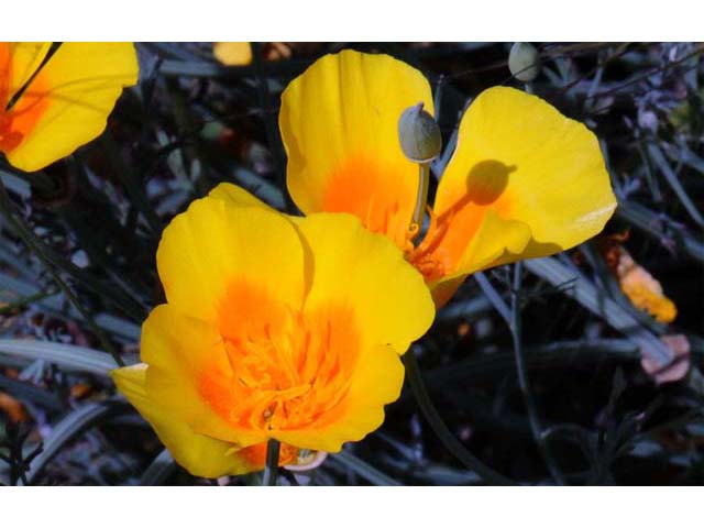 Eschscholzia californica (California poppy) #70390