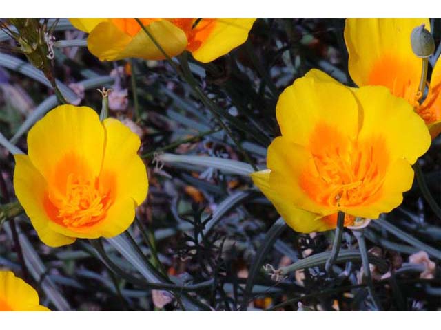 Eschscholzia californica (California poppy) #70391
