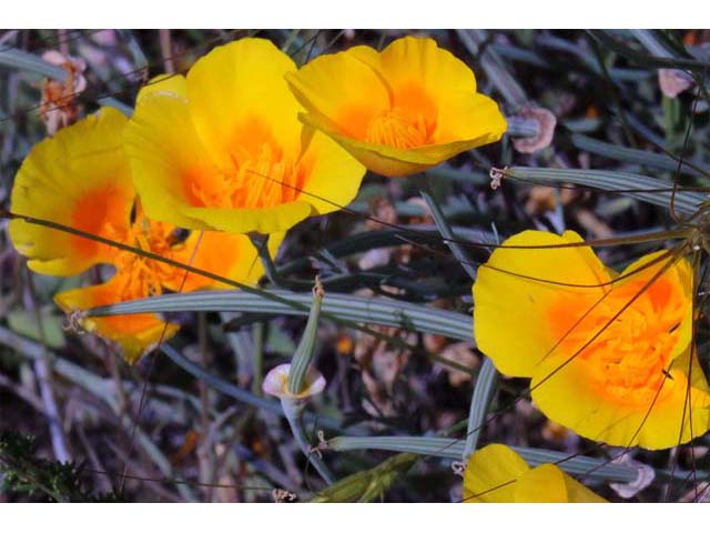 Eschscholzia californica (California poppy) #70392