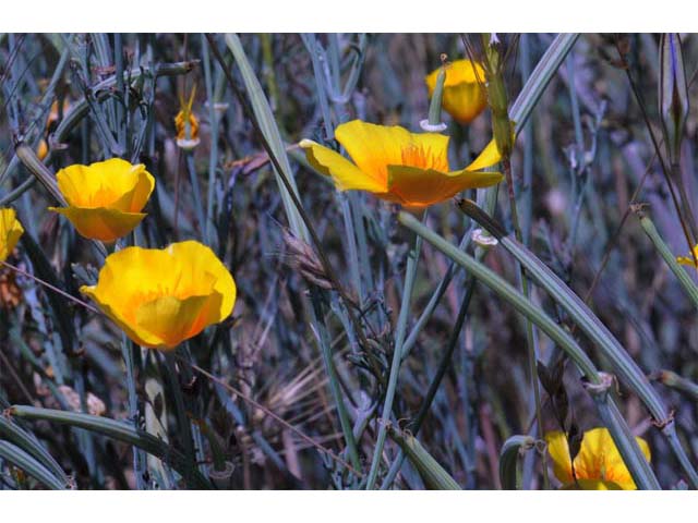 Eschscholzia californica (California poppy) #70393