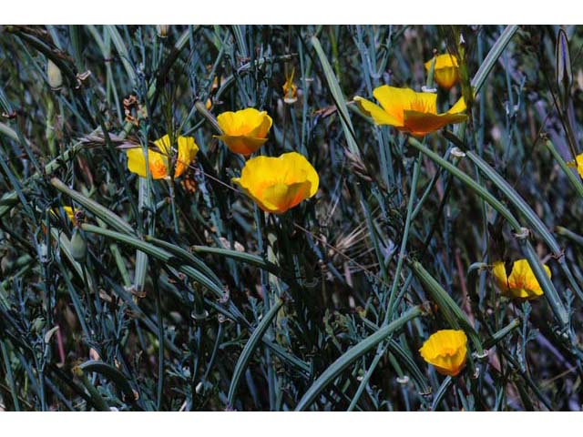 Eschscholzia californica (California poppy) #70394