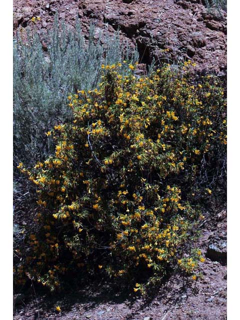 Diplacus aurantiacus ssp. aurantiacus (Orange bush monkeyflower) #70408