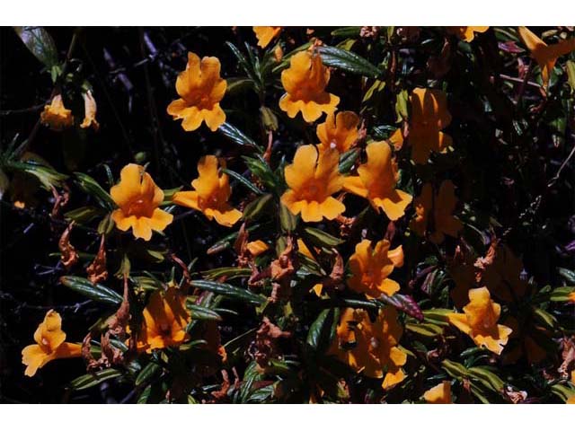 Diplacus aurantiacus ssp. aurantiacus (Orange bush monkeyflower) #70410